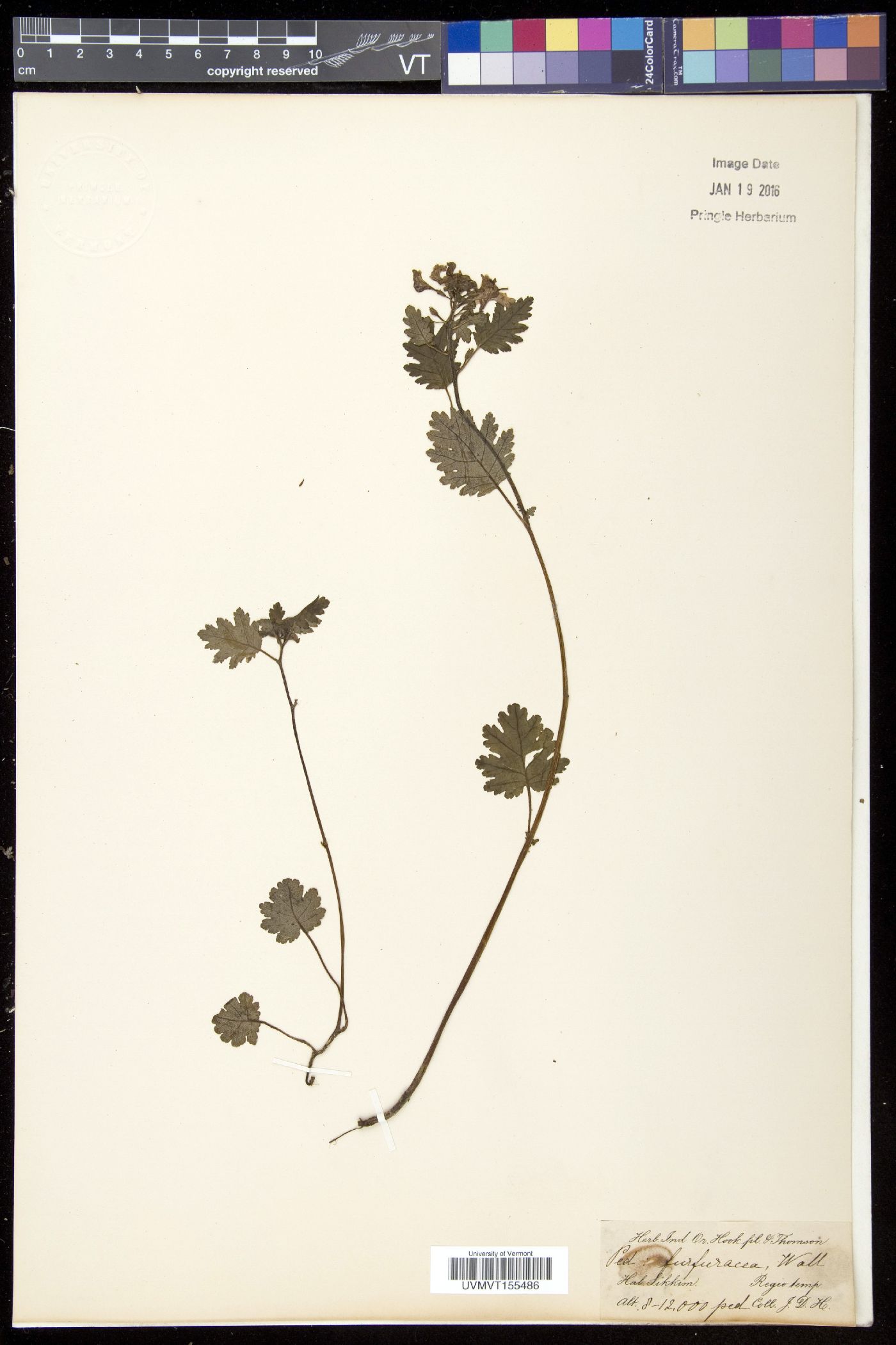 Pedicularis furfuracea image