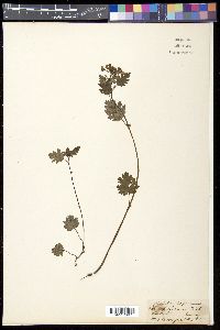 Image of Pedicularis furfuracea