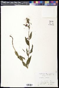 Pedicularis resupinata image