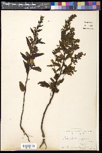 Pedicularis yezoensis image