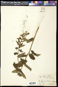 Pedicularis yezoensis image