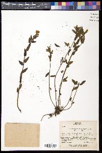 Pedicularis yezoensis image