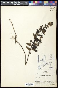 Pedicularis yezoensis image