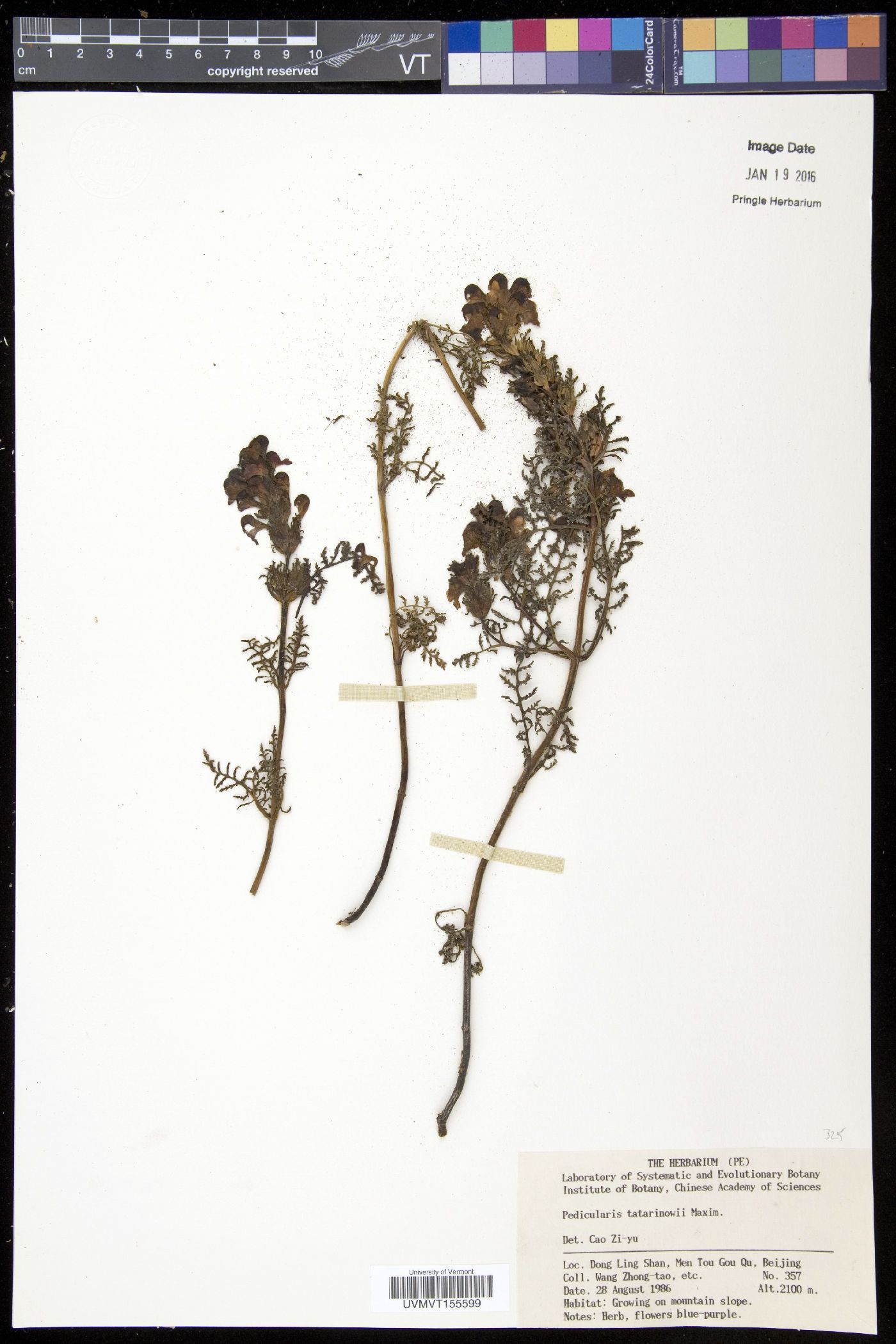 Pedicularis tatarinowii image