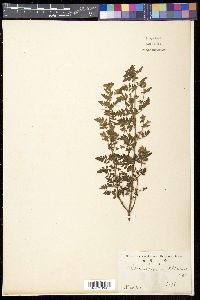 Phtheirospermum japonicum image