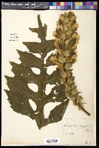 Image Associated With the Occurence