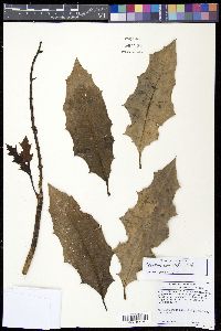 Image Associated With the Occurence