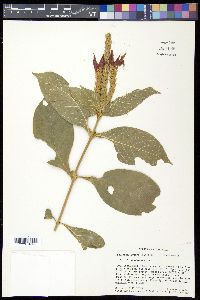 Aphelandra scabra image