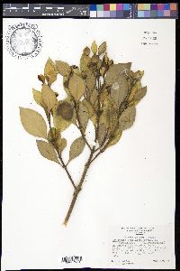Avicennia marina subsp. australasica image
