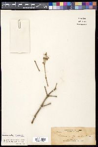 Avicennia officinalis image
