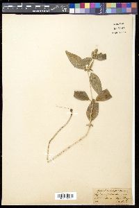 Cynarospermum asperrimum image