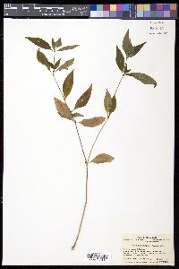 Dicliptera japonica image