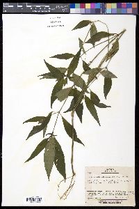 Dicliptera japonica image