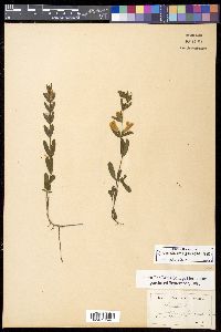 Dyschoriste oblongifolia image