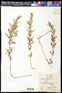 Dyschoriste linearis image