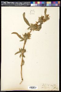 Image of Hygrophila longifolia