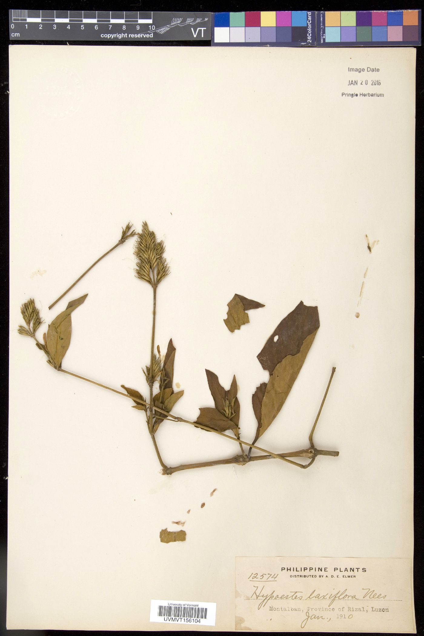 Hypoestes malaccensis image