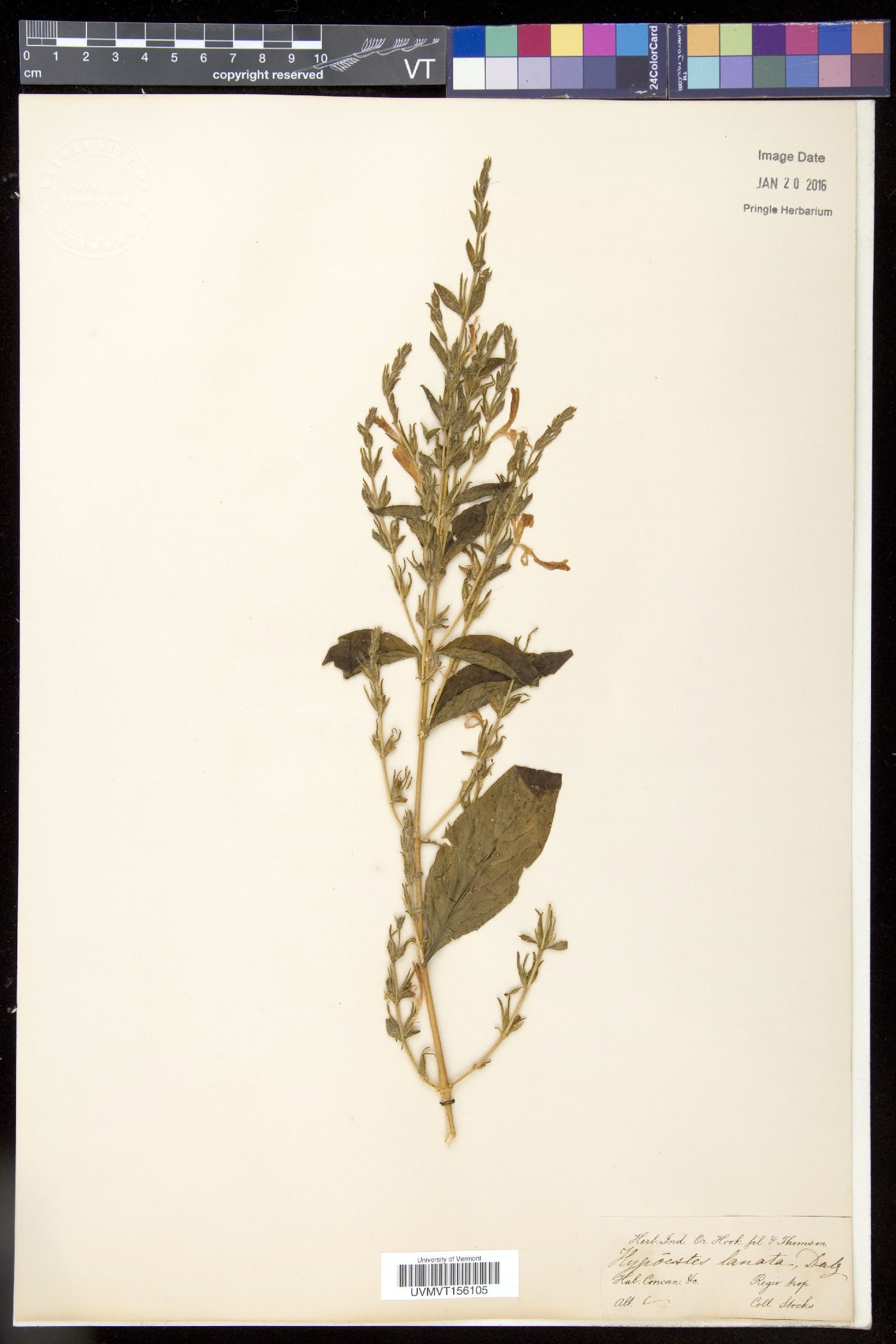 Hypoestes lanata image