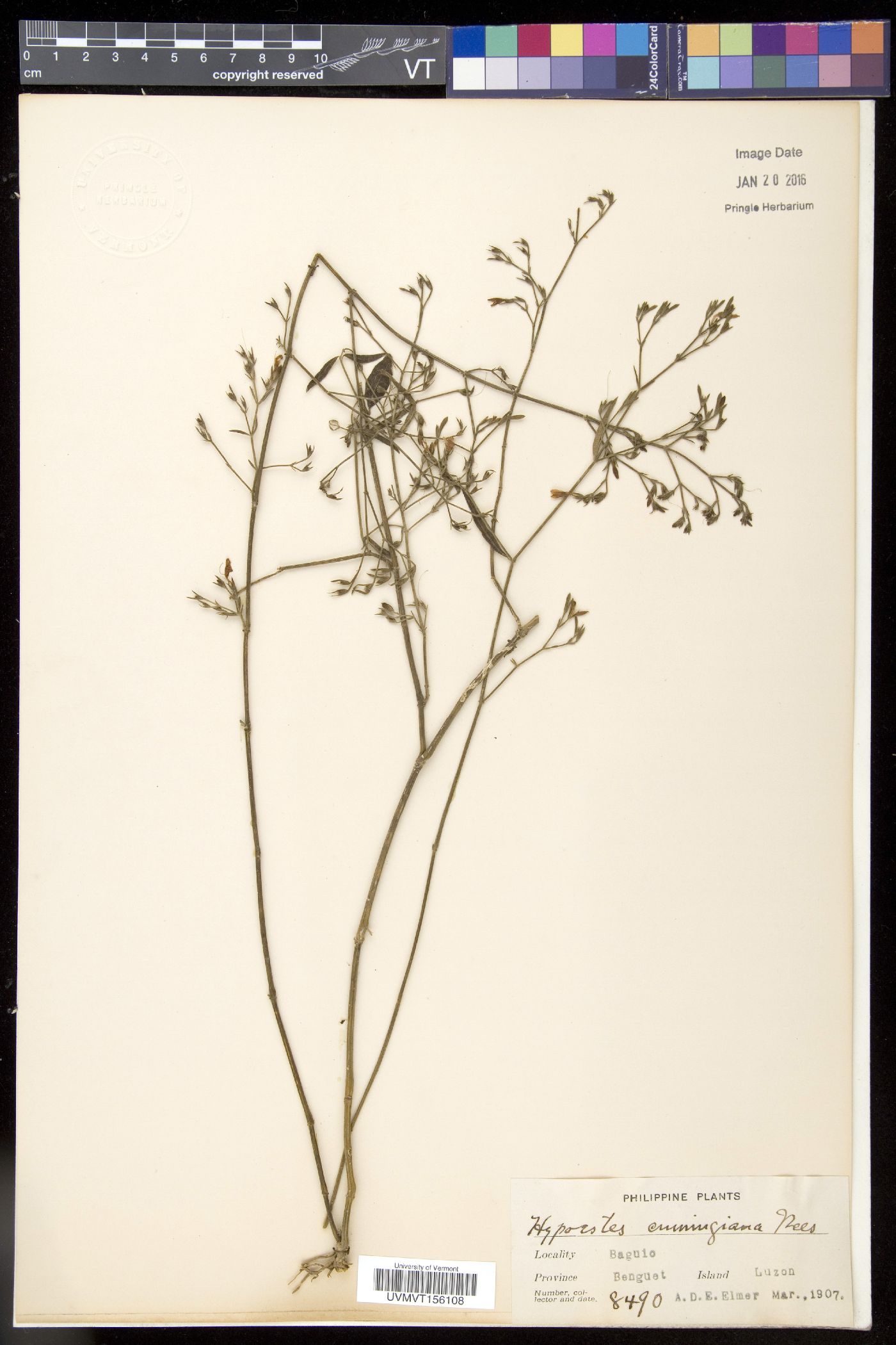 Hypoestes cumingiana image