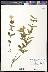 Ruellia caroliniensis subsp. ciliosa image