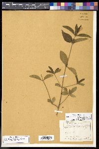 Ruellia caroliniensis var. cinerascens image