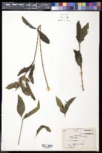 Ruellia parviflora image