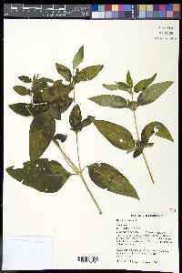 Ruellia strepens image