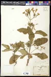 Ruellia tuberosa image