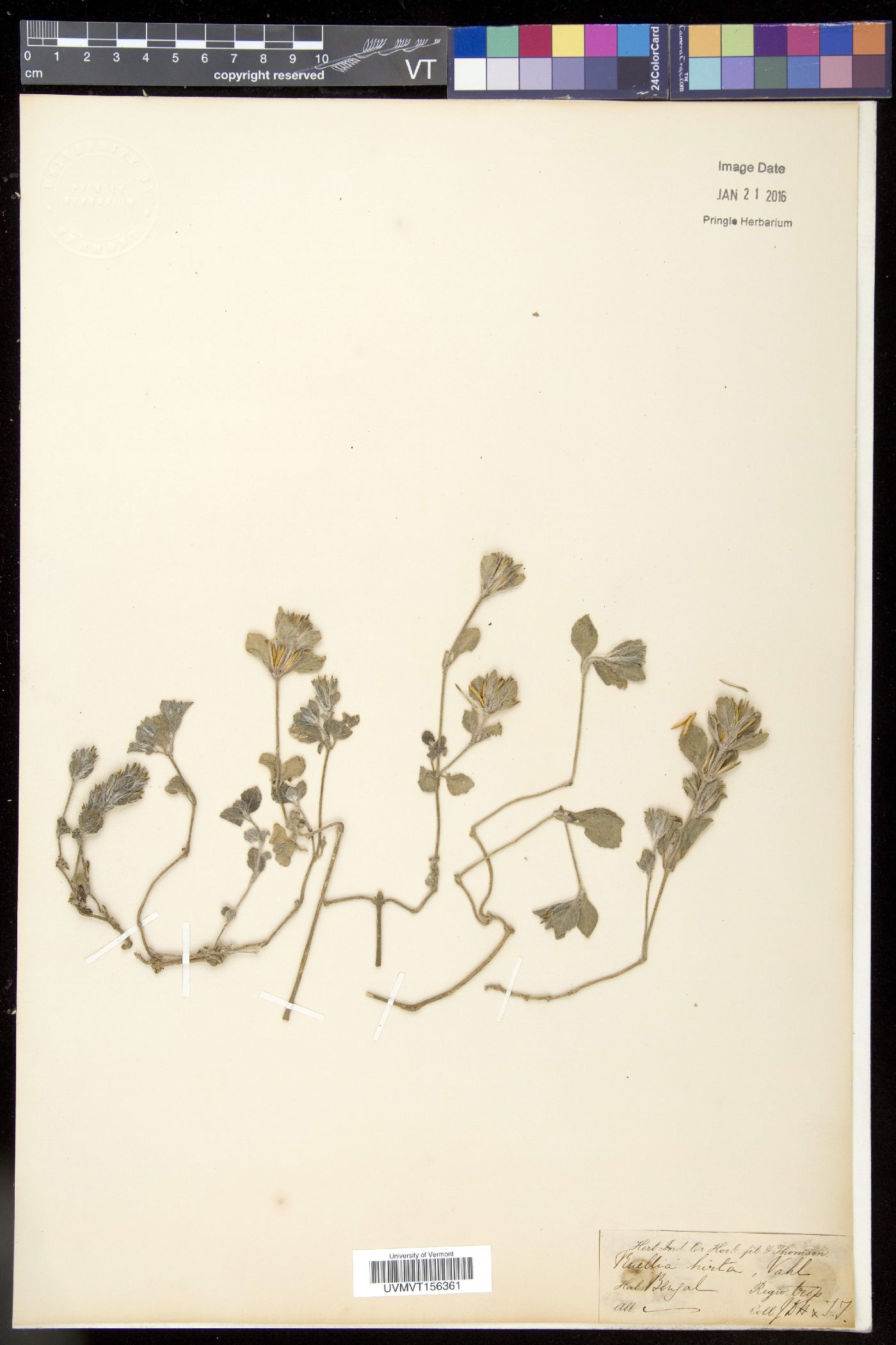 Ruellia hirta image