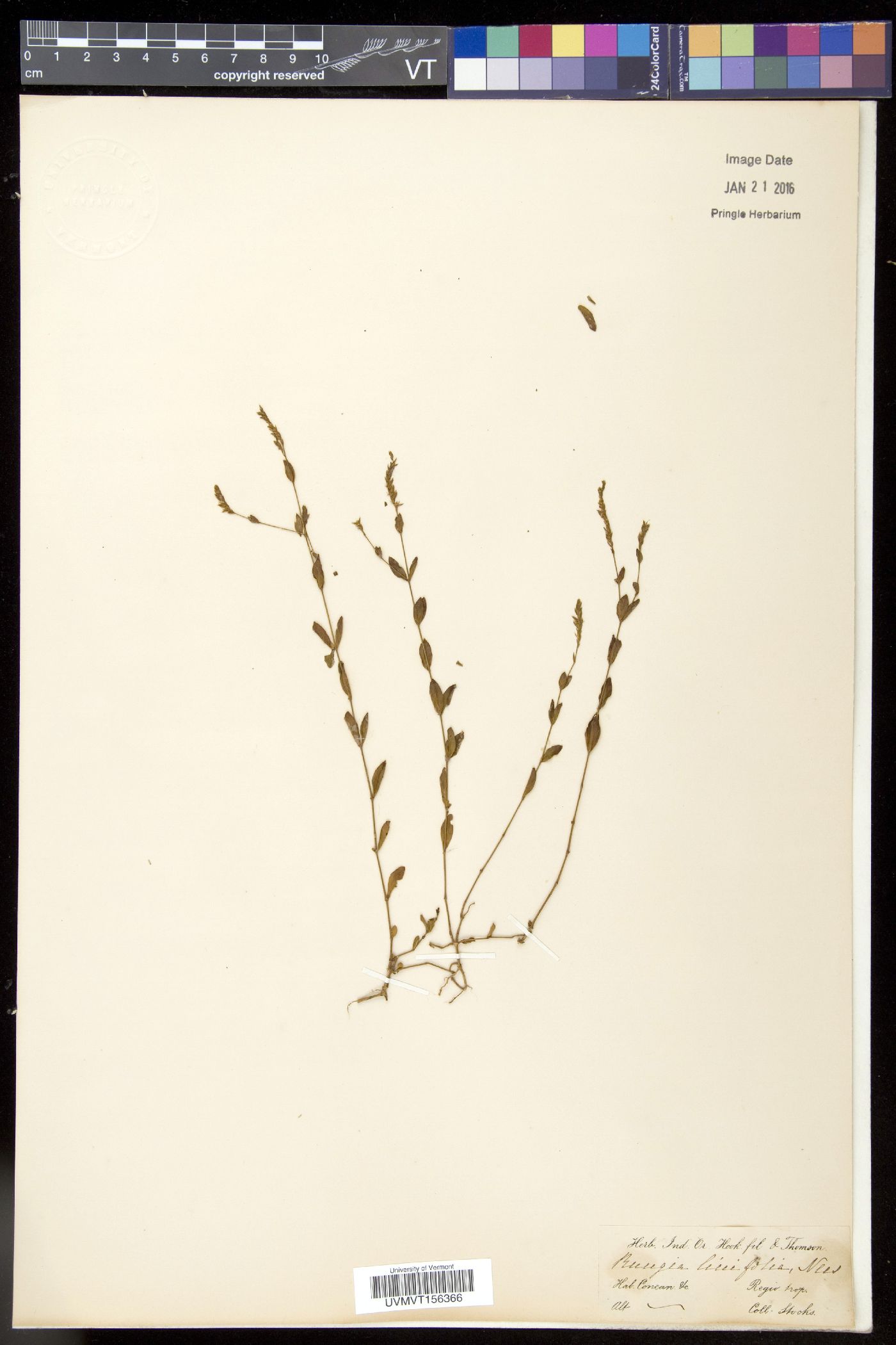 Rungia linifolia image