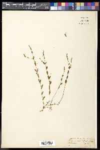 Image of Rungia linifolia
