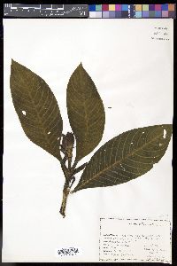 Sanchezia nobilis image