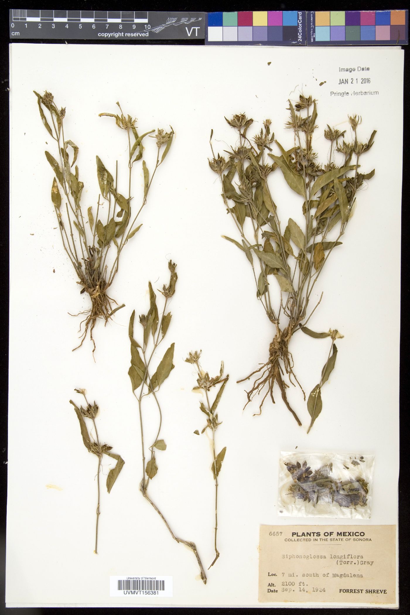 Siphonoglossa image