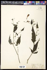 Strobilanthes divaricata image