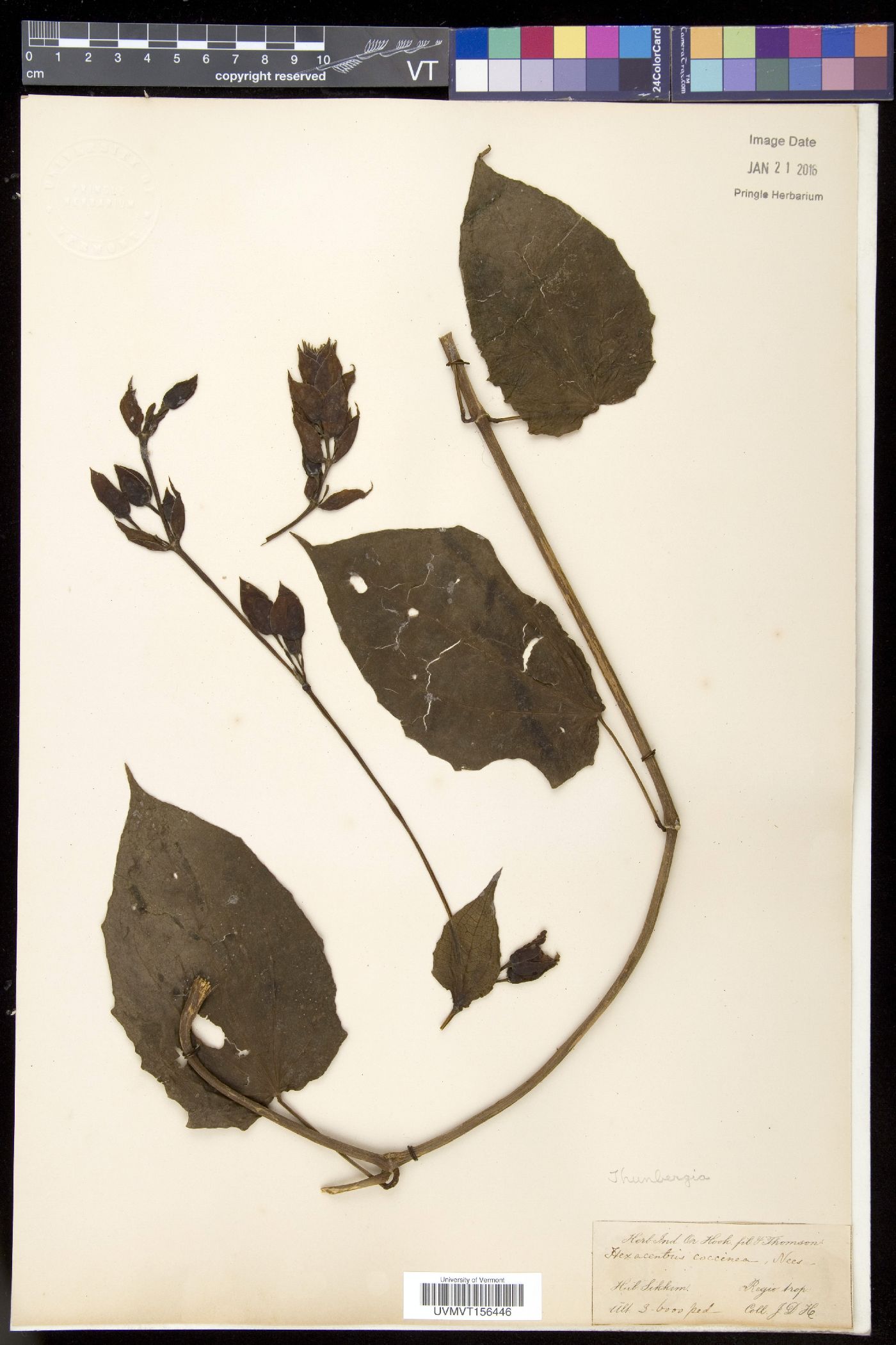 Thunbergia coccinea image