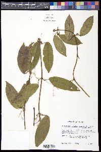 Bignonia capreolata image