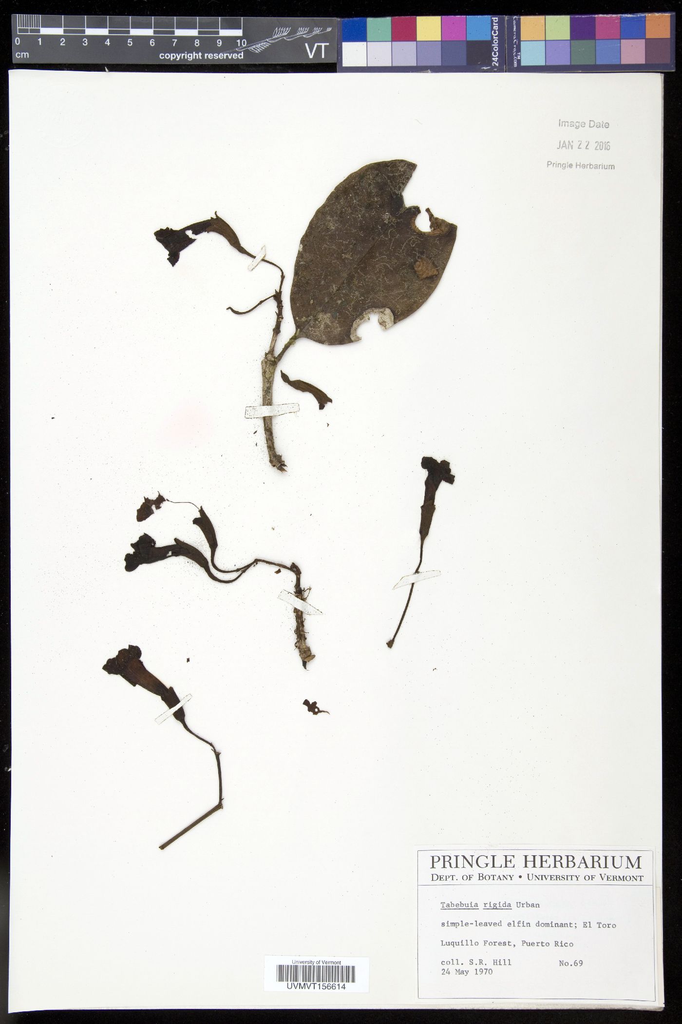 Tabebuia rigida image