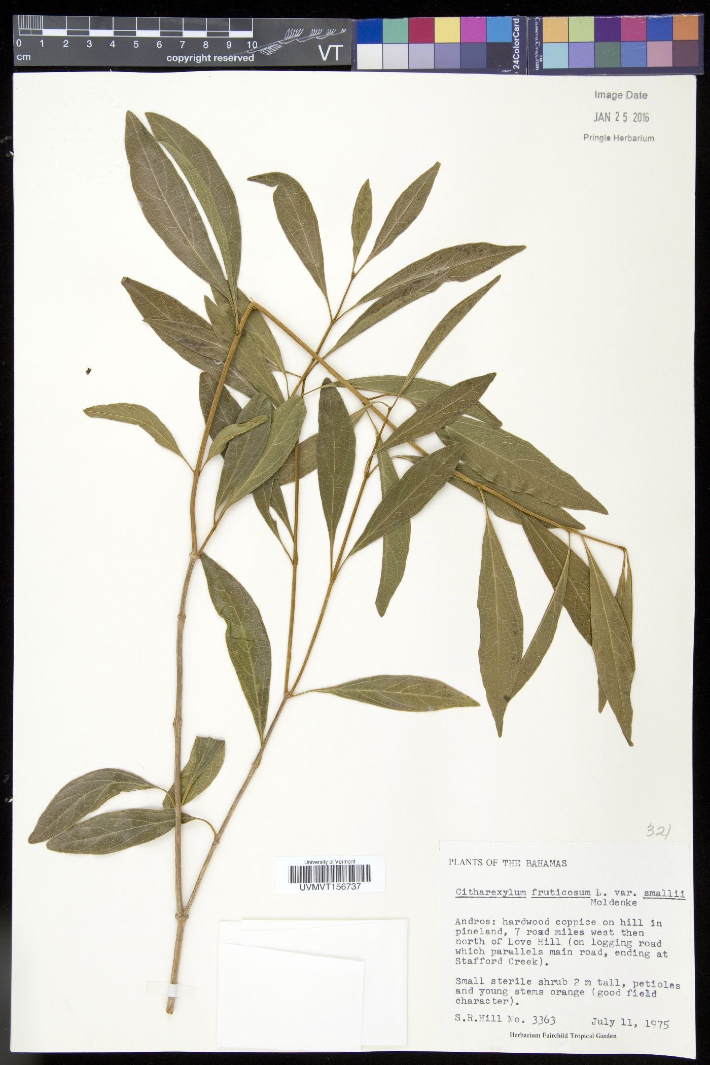 Citharexylum fruticosum image