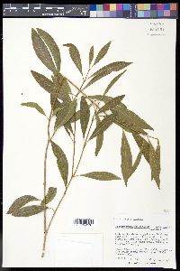 Citharexylum fruticosum var. smallii image