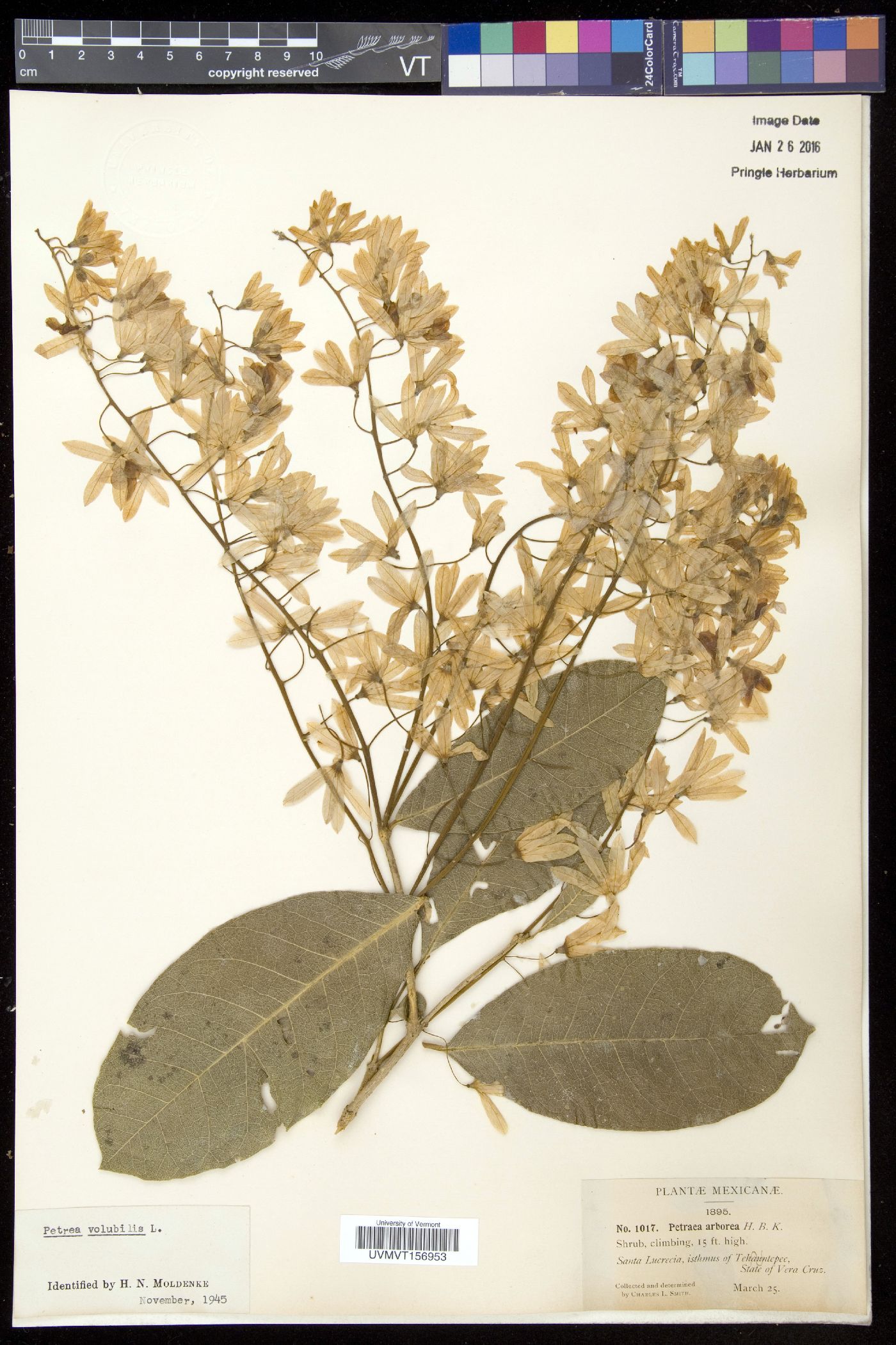 Petrea arborea image