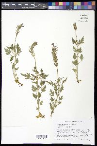 Verbena canadensis image