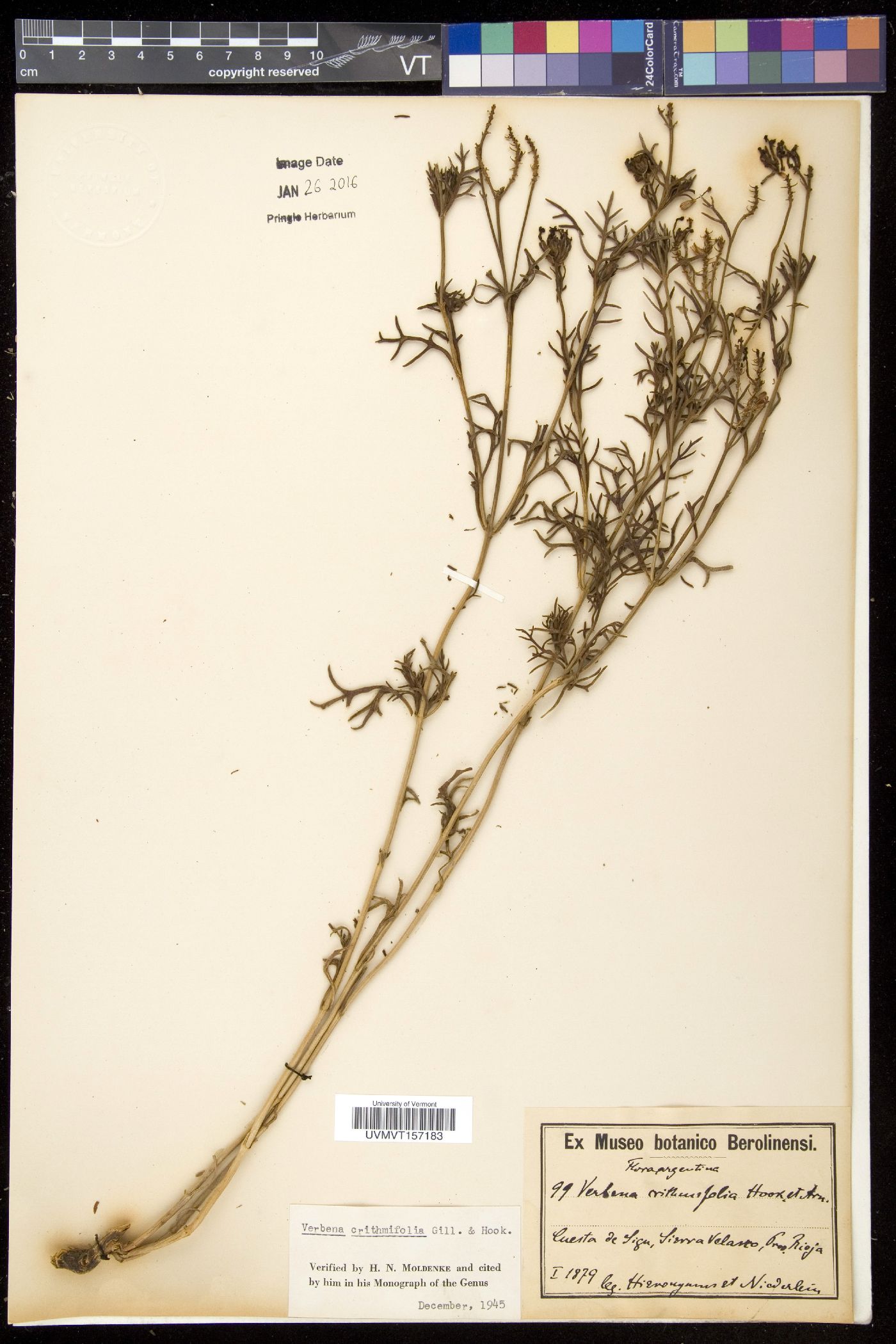 Verbena crithmifolia image