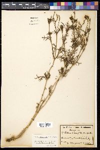 Verbena crithmifolia image