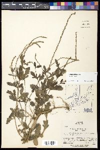 Verbena officinalis var. officinalis image