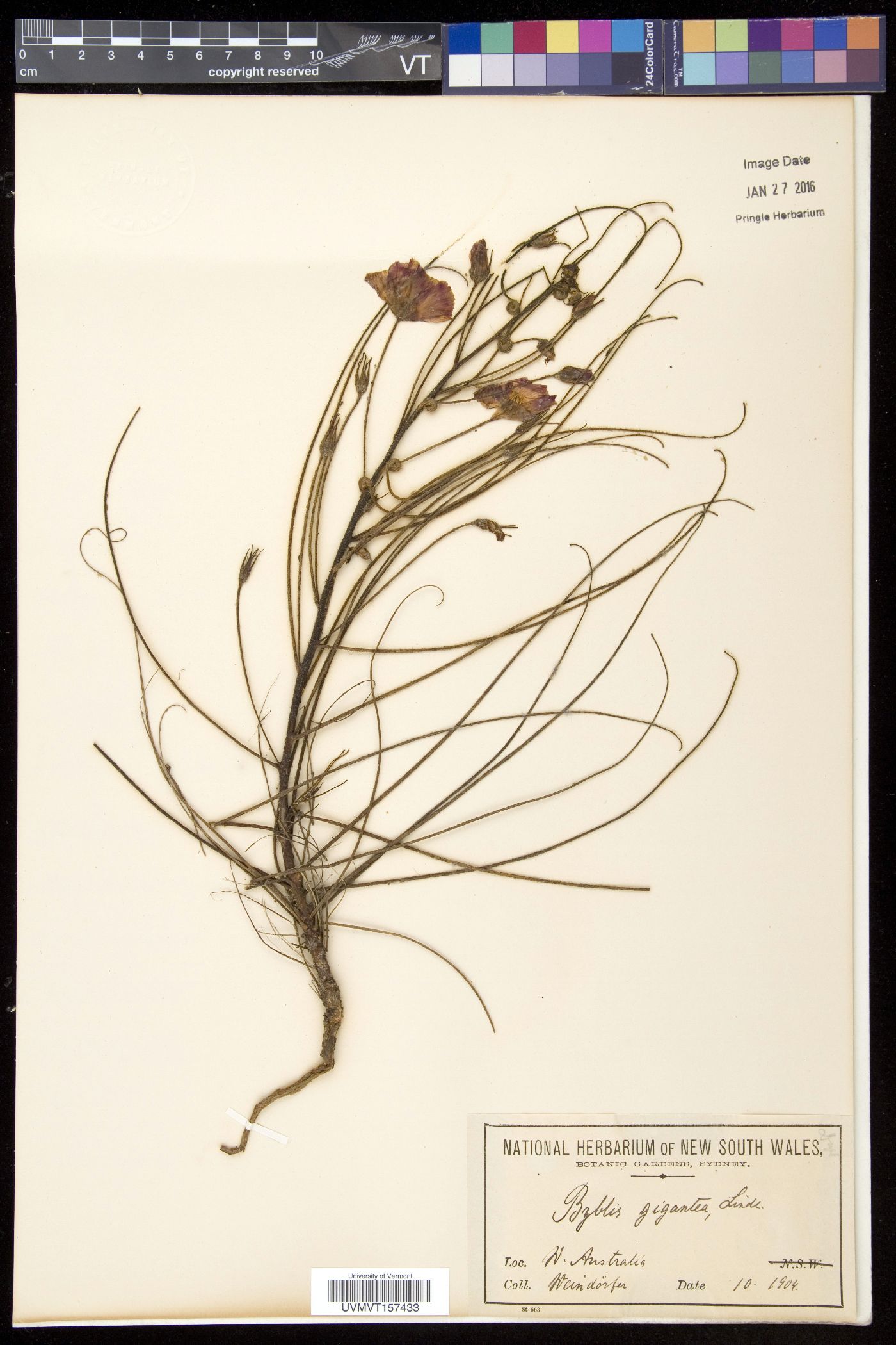 Byblidaceae image