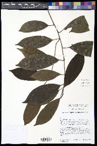 Image of Irvingbaileya australis