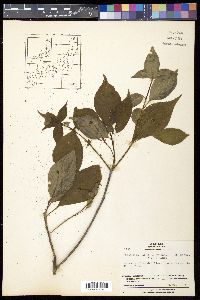 Helwingia japonica image