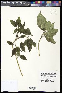 Helwingia japonica image