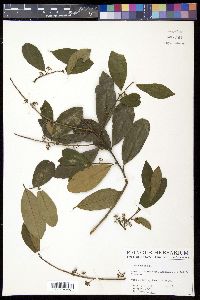 Image of Ilex caroliniana