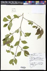 Ilex decidua var. longipes image